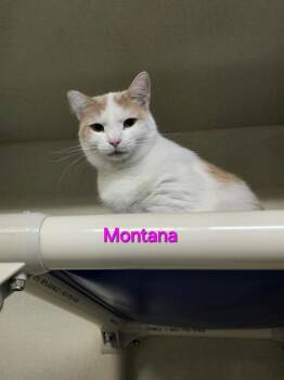 Rescue Domestic Short Hair Cats for Adoption in Saint Marys, Pennsylvania - Montana | PetCurious