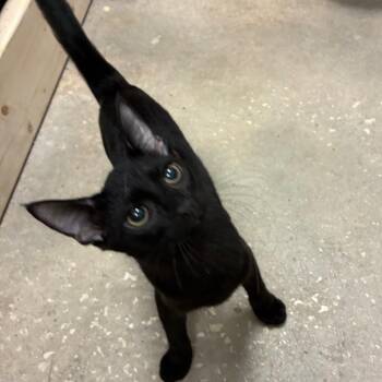 Rockstar -  Domestic Short Hair Cat for Adoption in NEW PT RICHEY, Florida - Rockstar | PetCurious