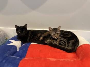 Domestic Short Hair Cats Available for Adoption in Liverpool, Texas - Mocha & Thumbelina | PetCurious