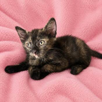Mabel -  Domestic Short Hair Cat for Adoption in Tucson, Arizona - Mabel | PetCurious