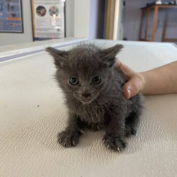 Hunter Davenport -  Domestic Short Hair Cat Available for Adoption in Madison, Wisconsin - Hunter Davenport | PetCurious