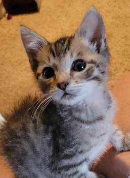 Kimchi -  Domestic Short Hair Cat for Adoption in Virginia Beach, Virginia - Kimchi | PetCurious