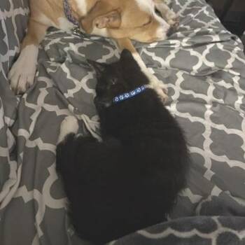 Domestic Short Hair Cats Available for Adoption in Minnetonka, Minnesota - Tupac C69613 | PetCurious