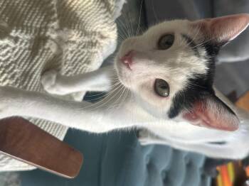 Rescue Domestic Short Hair Cats for Adoption in Los Angeles, California - Tarragon | PetCurious