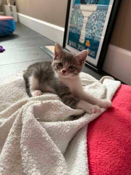 Lewis -  Domestic Short Hair Cat for Adoption in Calgary, Alberta - Lewis | PetCurious
