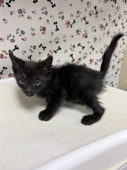 NANO -  Domestic Short Hair Cat for Adoption in Riverside, California - NANO | PetCurious