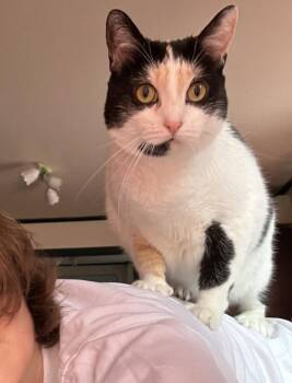 Digit -  Calico Cat for Adoption in Los Angeles, California - Digit | PetCurious
