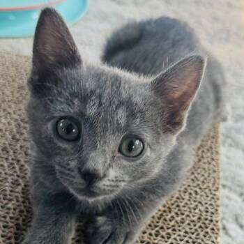 Epiphone -  Domestic Short Hair Cat for Adoption in Trophy Club, Texas - Epiphone | PetCurious