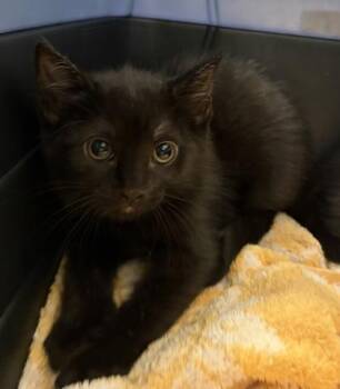 Eleanor -  Domestic Short Hair Cat for Adoption in Fairfax, Virginia - Eleanor | PetCurious