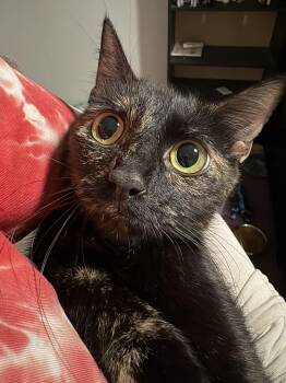 Domestic Short Hair Cats Available for Adoption - Katana | PetCurious