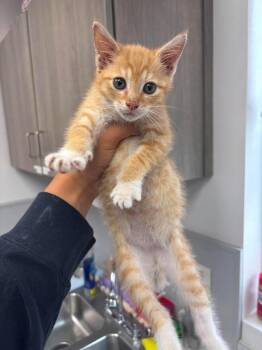 Domestic Short Hair Cats Available for Adoption in Van Wert, Ohio - Lupine | PetCurious