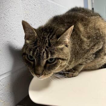 Grizzly -  Domestic Short Hair Cat for Adoption in Dekalb, Illinois - Grizzly | PetCurious