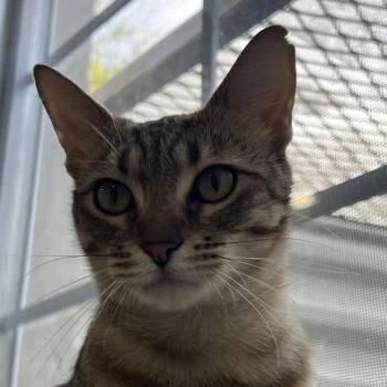 Parcheesi Reyes -  Domestic Short Hair Cat for Adoption in Merrifield, Virginia - Parcheesi Reyes | PetCurious