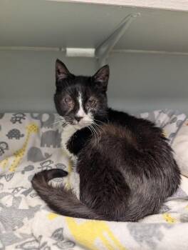 Domestic Short Hair Cats Available for Adoption in Waupun, Wisconsin - Sam | PetCurious