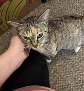 Calico and Tabby Cats Available for Adoption in Pottsboro, Texas - Flower | PetCurious