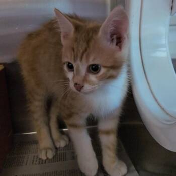 Salamander -  Domestic Short Hair Cat for Adoption in Hattiesburg, Mississippi - Salamander | PetCurious