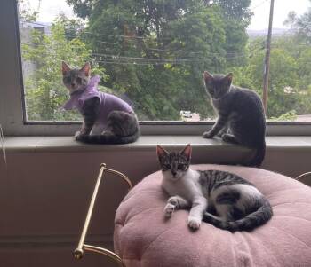 Garbanzo -  Domestic Short Hair Cat for Adoption in Millcreek, Utah - Garbanzo | PetCurious