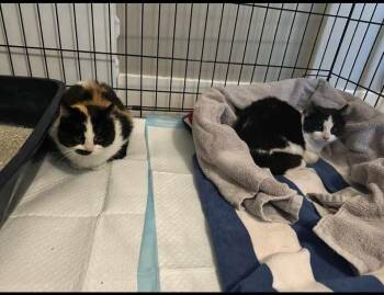 Domestic Short Hair Cats Available for Adoption - Chickadee | PetCurious