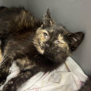 Senator -  Domestic Short Hair Cat for Adoption in Chattanooga, Tennessee - Senator | PetCurious