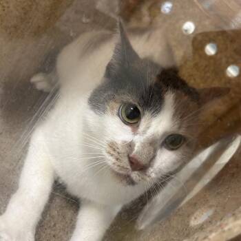 Missy the kitty -  Domestic Medium Hair Cat for Adoption in Philadelphia, Pennsylvania - Missy The Kitty | PetCurious