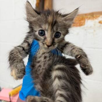 Jean Grey -  Domestic Short Hair Cat for Adoption in Edinburg, Texas - Jean Grey | PetCurious