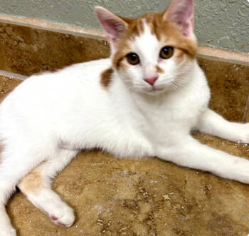 Rescue Domestic Short Hair Cats for Adoption in Phoenix, Arizona - Sweet Bunny | PetCurious