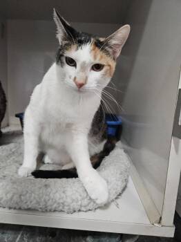Domestic Short Hair Cats Available for Adoption - Norma | PetCurious