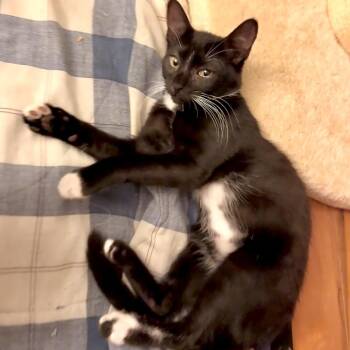 Affogado (Oreo) -  Domestic Short Hair Cat for Adoption in Germantown, Maryland - Affogado (Oreo) | PetCurious
