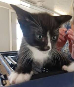 Domino -  Domestic Short Hair Cat for Adoption in West Memphis, Arkansas - Domino | PetCurious