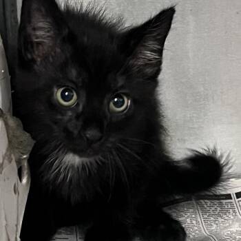 Hammerhead Shark -  Domestic Short Hair Cat for Adoption in Charleston, West Virginia - Hammerhead Shark | PetCurious