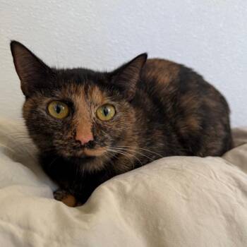 American Shorthair Cats Available for Adoption in Spring Hill, Kansas - Starburst | PetCurious