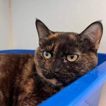 Teddy -  Domestic Short Hair Cat for Adoption in Oakland, California - Teddy | PetCurious