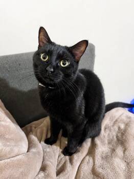 Zuri -  Domestic Short Hair Cat for Adoption in Burnaby, British Columbia - Zuri | PetCurious