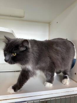 Russian Blue Cats Available for Adoption - Bosco - Sponsored By Tom Tesmer | PetCurious