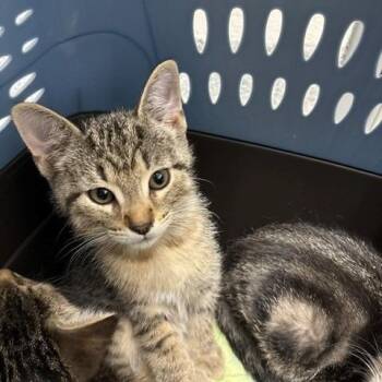 Dazzle - Chow Hound Northland -  Domestic Short Hair Cat for Adoption in Grand Rapids, Michigan - Dazzle - Chow Hound Northland | PetCurious