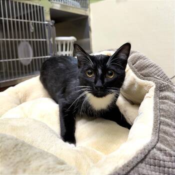 Domestic Short Hair Cats Available for Adoption - Elphaba | PetCurious