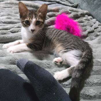 Link -  Domestic Short Hair Cat for Adoption in Fort Worth, Texas - Link | PetCurious