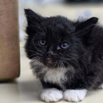 Felix -  Domestic Long Hair Cat for Adoption in Buellton, California - Felix | PetCurious