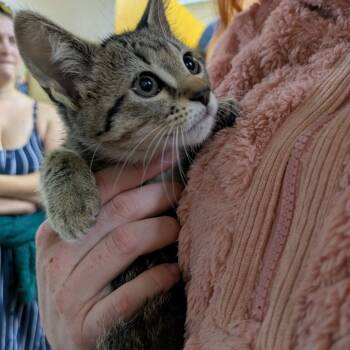 Rescue Domestic Short Hair Cats for Adoption in Springfield, Missouri - Fromage | PetCurious