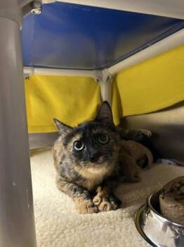 Domestic Short Hair Cats Available for Adoption in Munster, Indiana - Joy | PetCurious