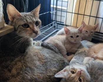 American Shorthair Cats Available for Adoption in Pikesville, Maryland - Mary Jane + 5 Kittens | PetCurious