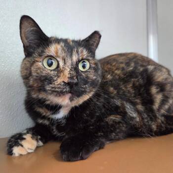 Domestic Short Hair Cats Available for Adoption in Chattanooga, Tennessee - Autumn | PetCurious