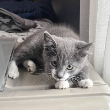Domestic Short Hair Cats Available for Adoption in Fredericksburg, Virginia - Gram | PetCurious