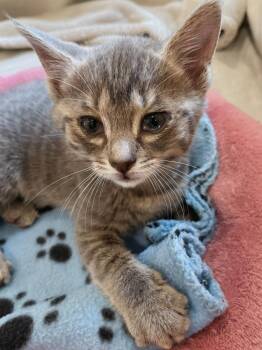 Domestic Short Hair Cats Available for Adoption in Kingsland, Georgia - Jonsey | PetCurious