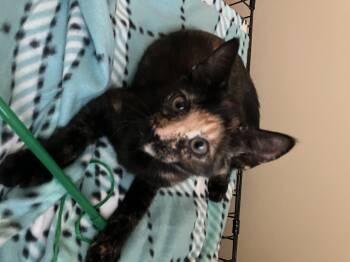 Rescue Tortoiseshell Cats for Adoption in Woburn, Massachusetts - Biscotti And Hazelnut | PetCurious