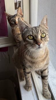 Rescue Domestic Short Hair Cats for Adoption in Los Angeles, California - Kanga & Roo | PetCurious