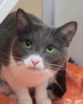 Rescue Domestic Short Hair Cats for Adoption in Fishers, Indiana - Totoro | PetCurious