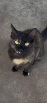 Celeste -  Domestic Short Hair Cat for Adoption in Greenwood, Mississippi - Celeste | PetCurious