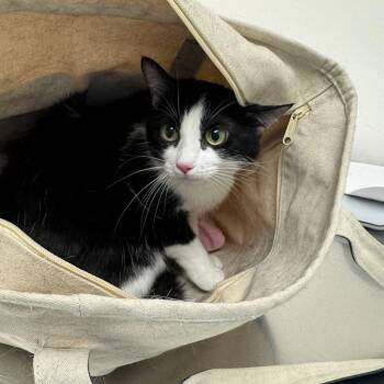 Peppa -  Domestic Medium Hair Cat for Adoption in New York, New York - Peppa | PetCurious