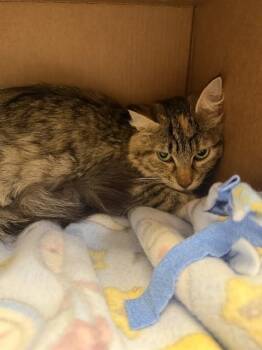 ANGELA -  Domestic Short Hair Cat for Adoption in Omaha, Nebraska - ANGELA | PetCurious